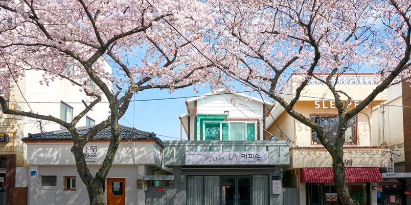 삼도동 벚꽃 사진이미지